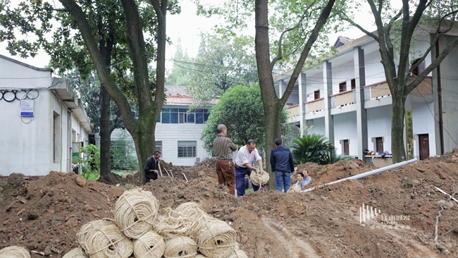 江南城發(fā)臨江棚改項(xiàng)目樹木移栽